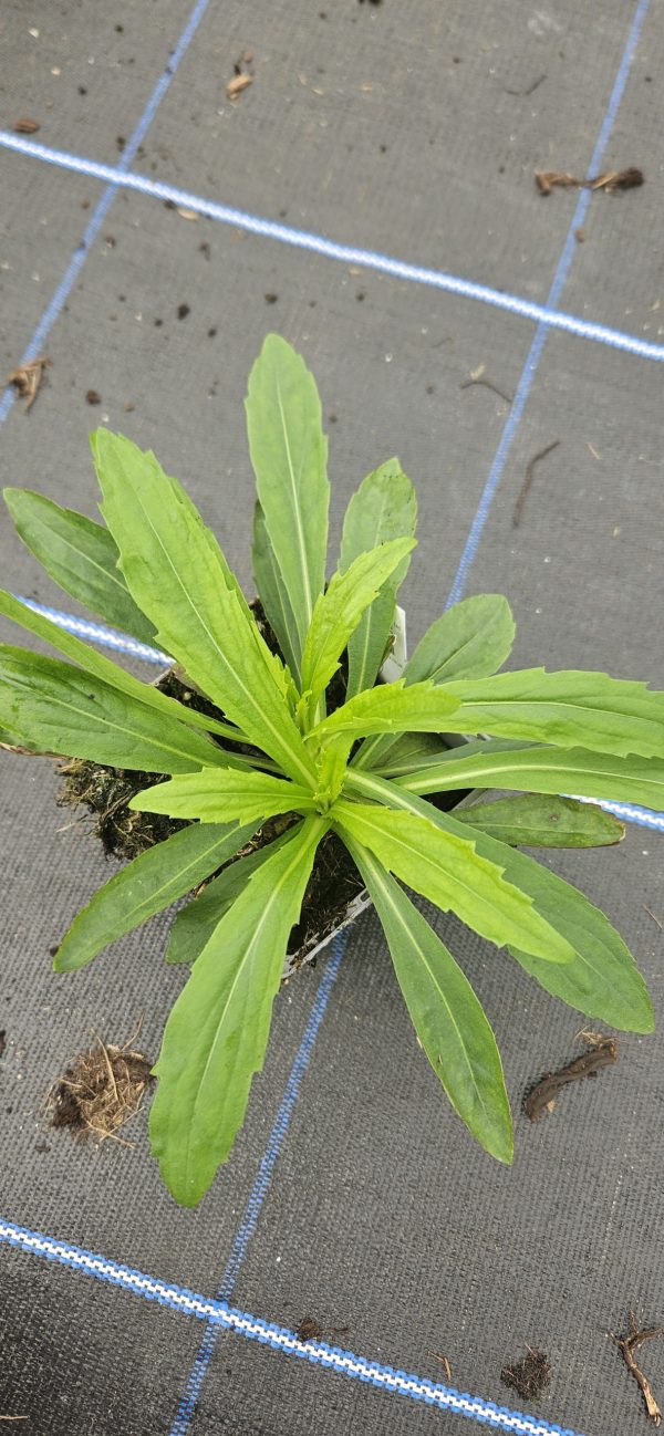 Helenium 'Peach Sundae'