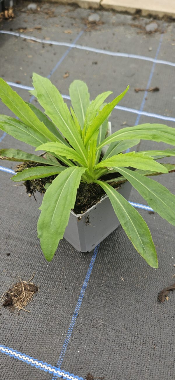 Helenium 'Peach Sundae'