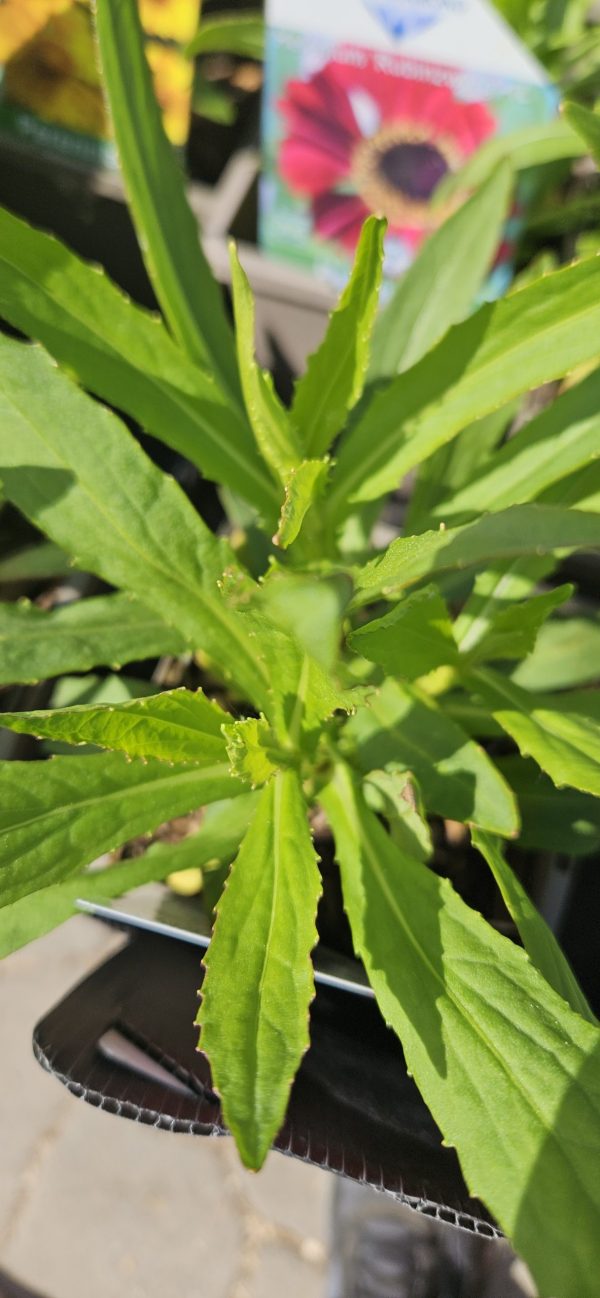 Helenium 'Rubinzwerg'
