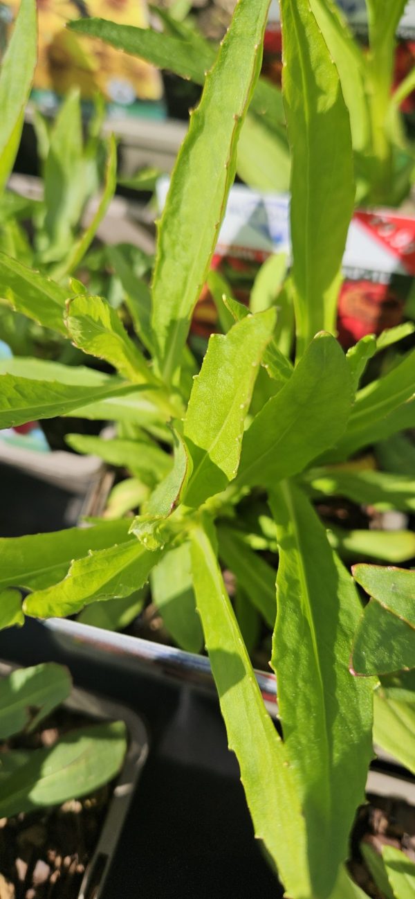 Helenium 'Rubinzwerg'