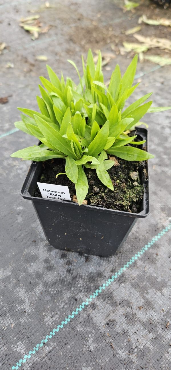 Helenium 'Ruby Tuesday'