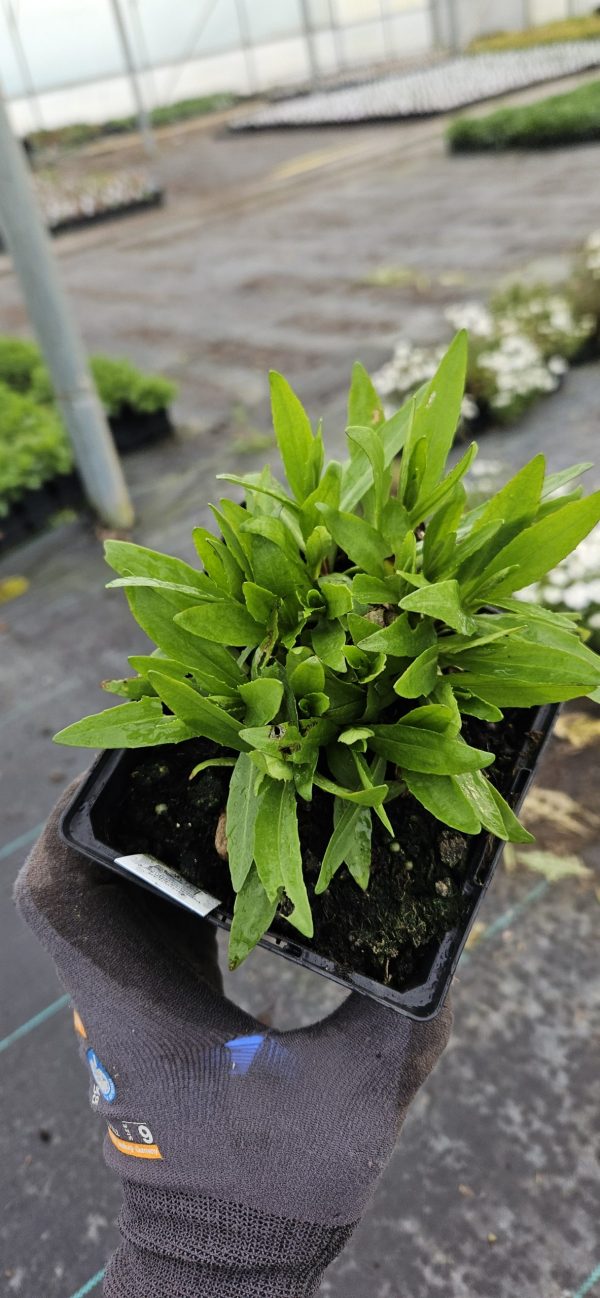 Helenium 'Ruby Tuesday'