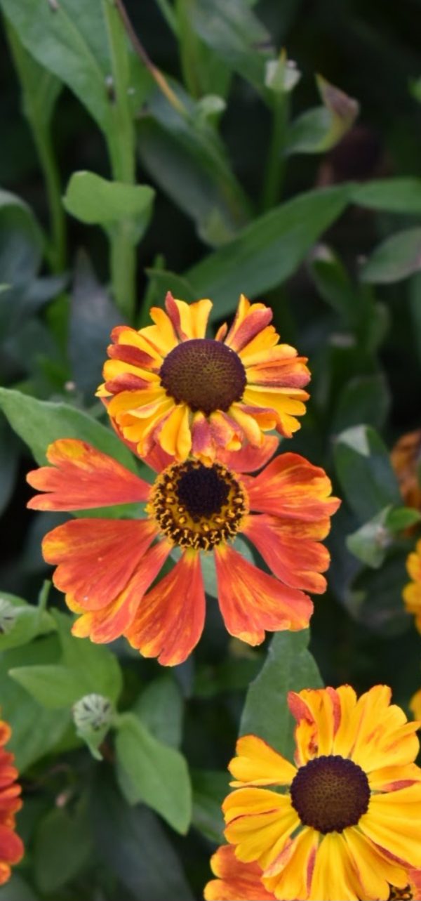Helenium 'Waltraut' Helenium 'Waltraut'