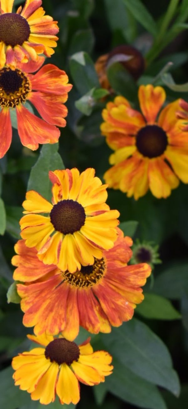 Helenium 'Waltraut' 2 Helenium 'Waltraut'