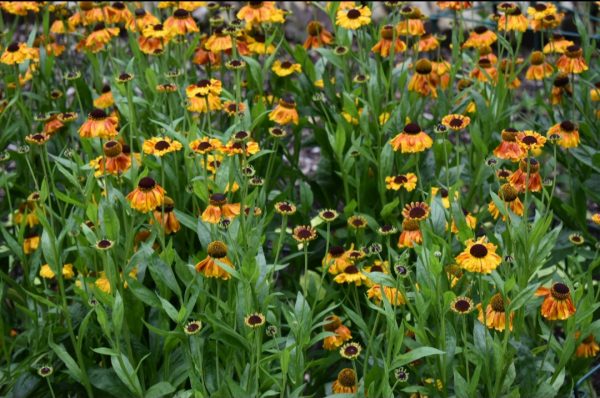 Helenium 'Waltraut' 3 Helenium 'Waltraut'