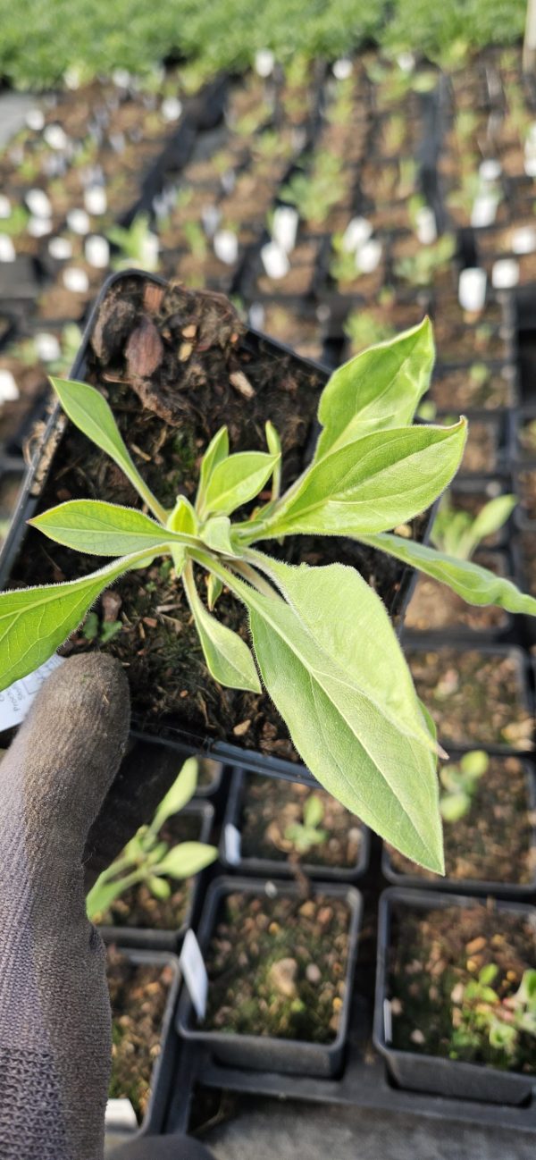 Helianthella quinquenervis