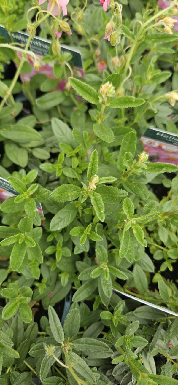 Helianthemum 'Lawrenson's Pink'