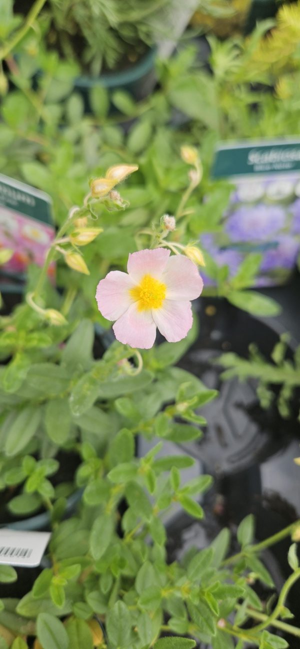 Helianthemum 'Lawrenson's Pink'