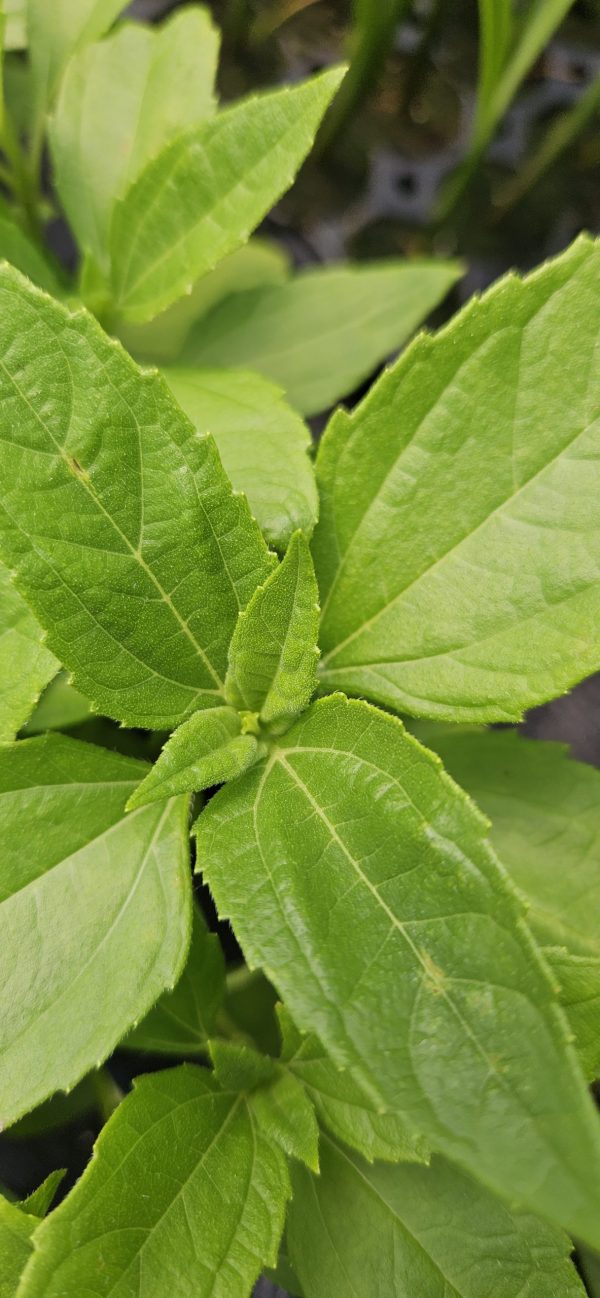 Helianthus 'Double Whammy'