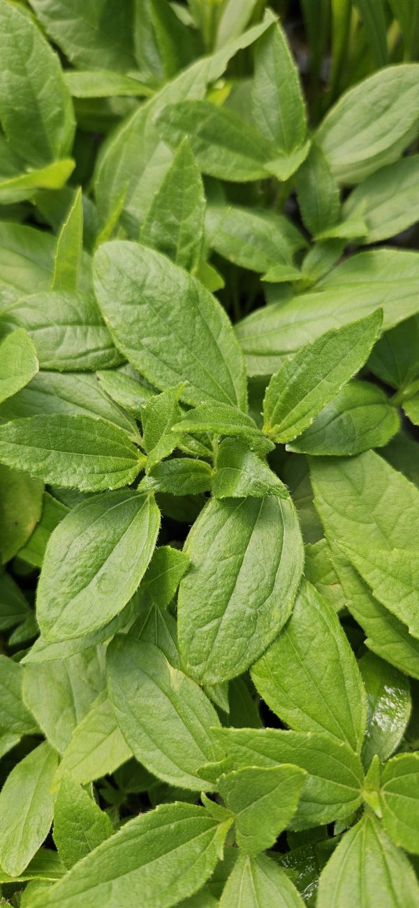 Helianthus 'Double Whammy'