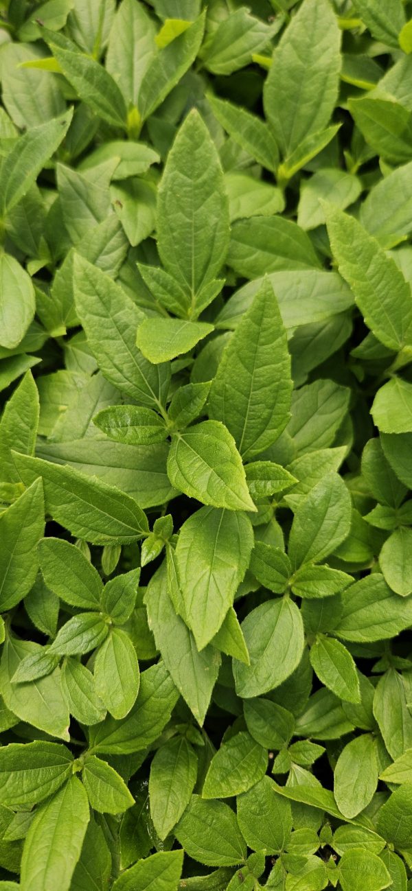 Helianthus 'Double Whammy'