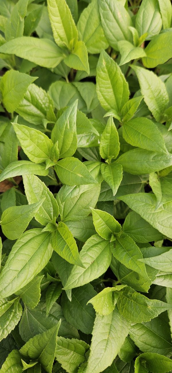 Helianthus 'Suncatcher Pure Gold'