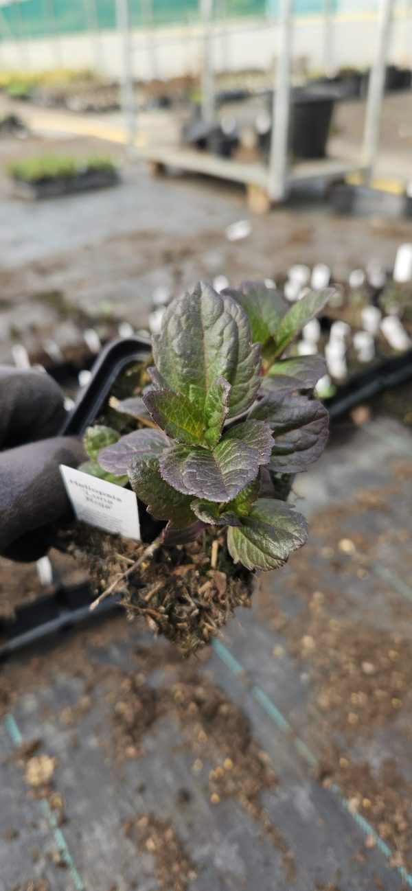 Heliopsis 'Luna Roja'