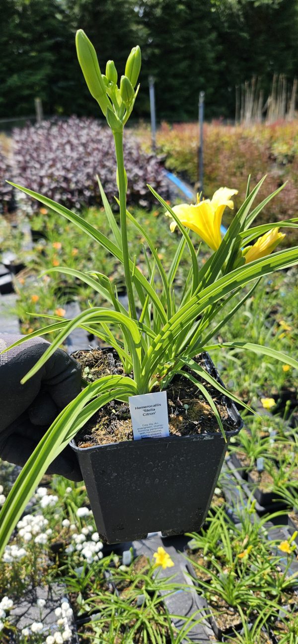 Hemerocallis 'Stella Citron'