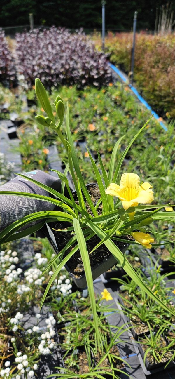 Hemerocallis 'Stella Citron'
