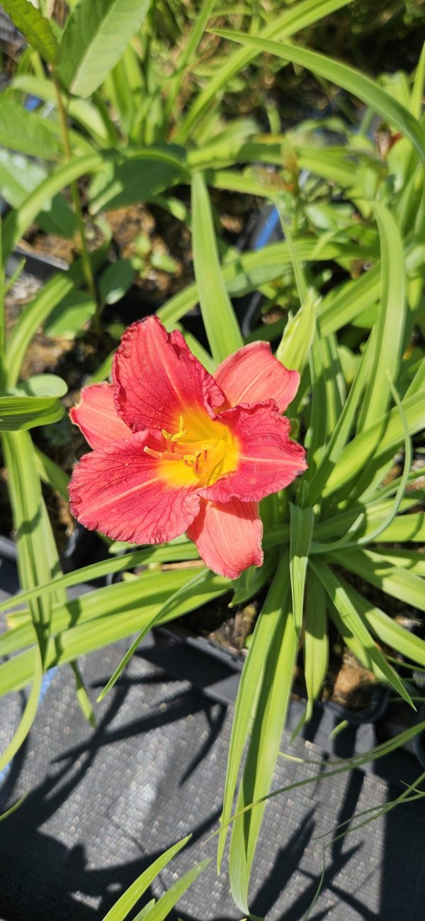 Hemerocallis 'Stella Rouge'3 Hemerocallis 'Stella Rouge'