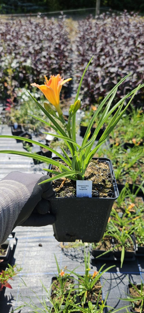 Hemerocallis 'Stella Tangerine' Hemerocallis 'Stella Tangerine'