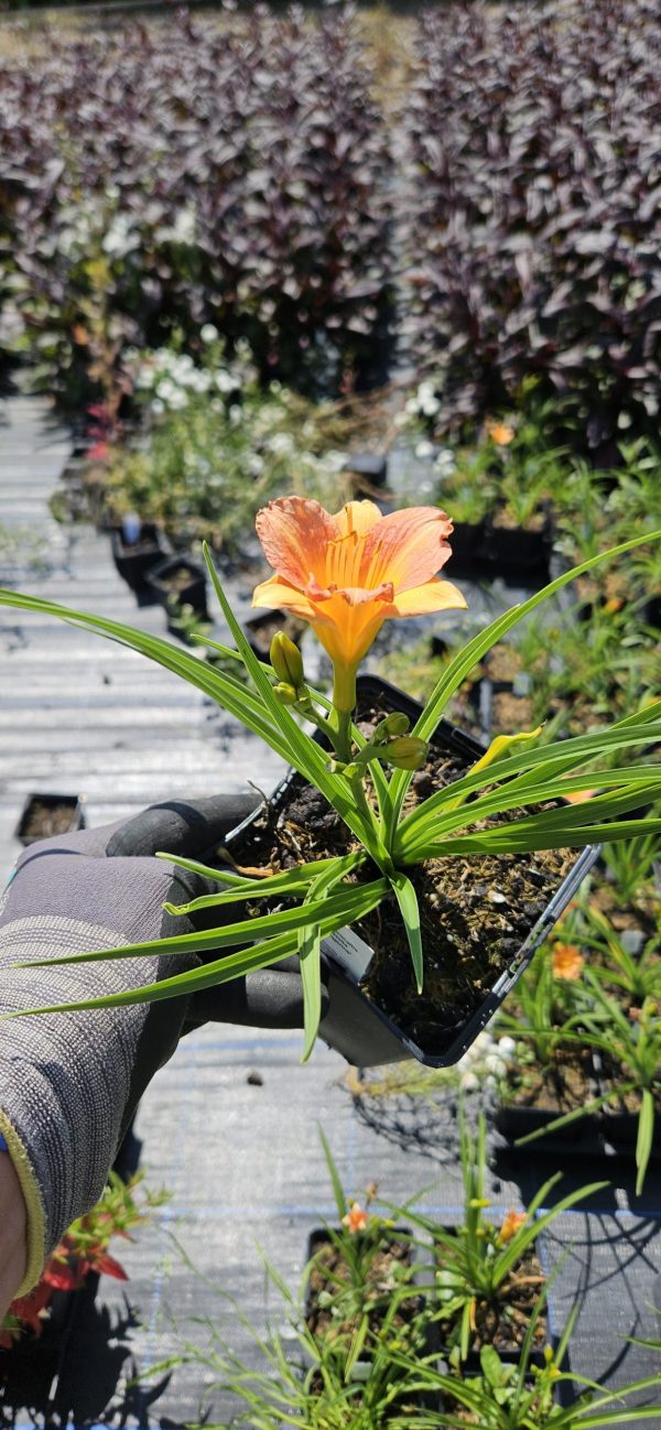Hemerocallis 'Stella Tangerine'2 Hemerocallis 'Stella Tangerine'