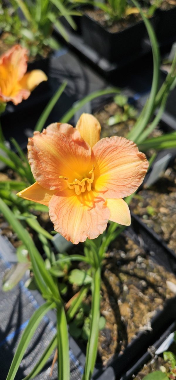 Hemerocallis 'Stella Tangerine'3 Hemerocallis 'Stella Tangerine'