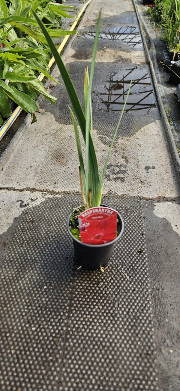 Hesperantha 'Cindy Towe'