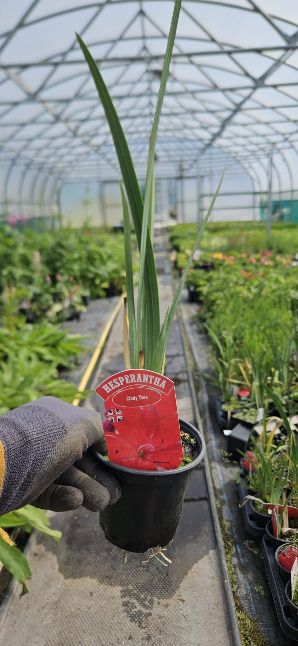 Hesperantha 'Cindy Towe'