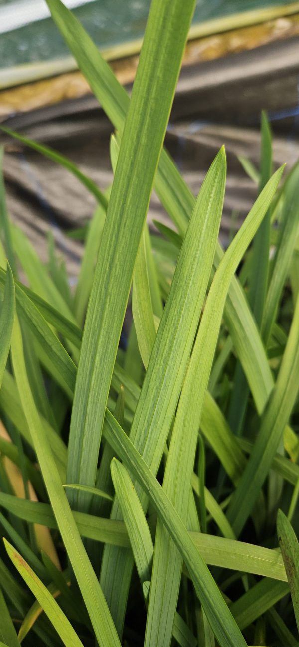Hesperantha 'Wilfred H. Bryant'