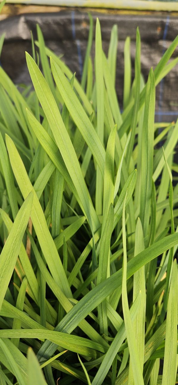 Hesperantha 'Wilfred H. Bryant'