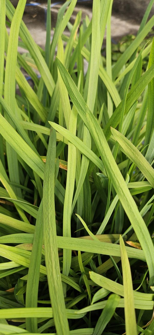 Hesperantha 'Wilfred H. Bryant'