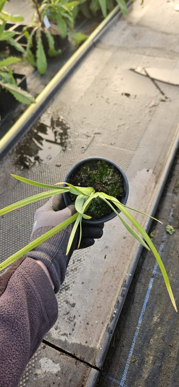 Hesperantha coccinea 'Simply Pink' Hesperantha coccinea 'Simply Pink'