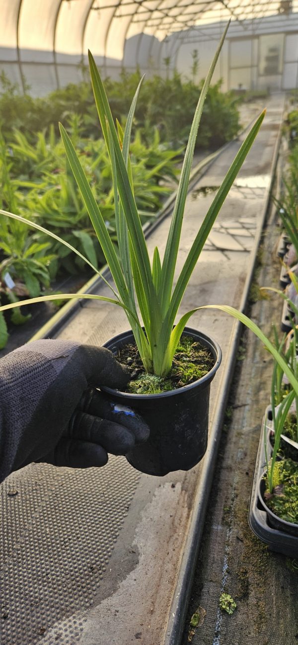 Hesperantha coccinea 'Simply Pink'2 Hesperantha coccinea 'Simply Pink'