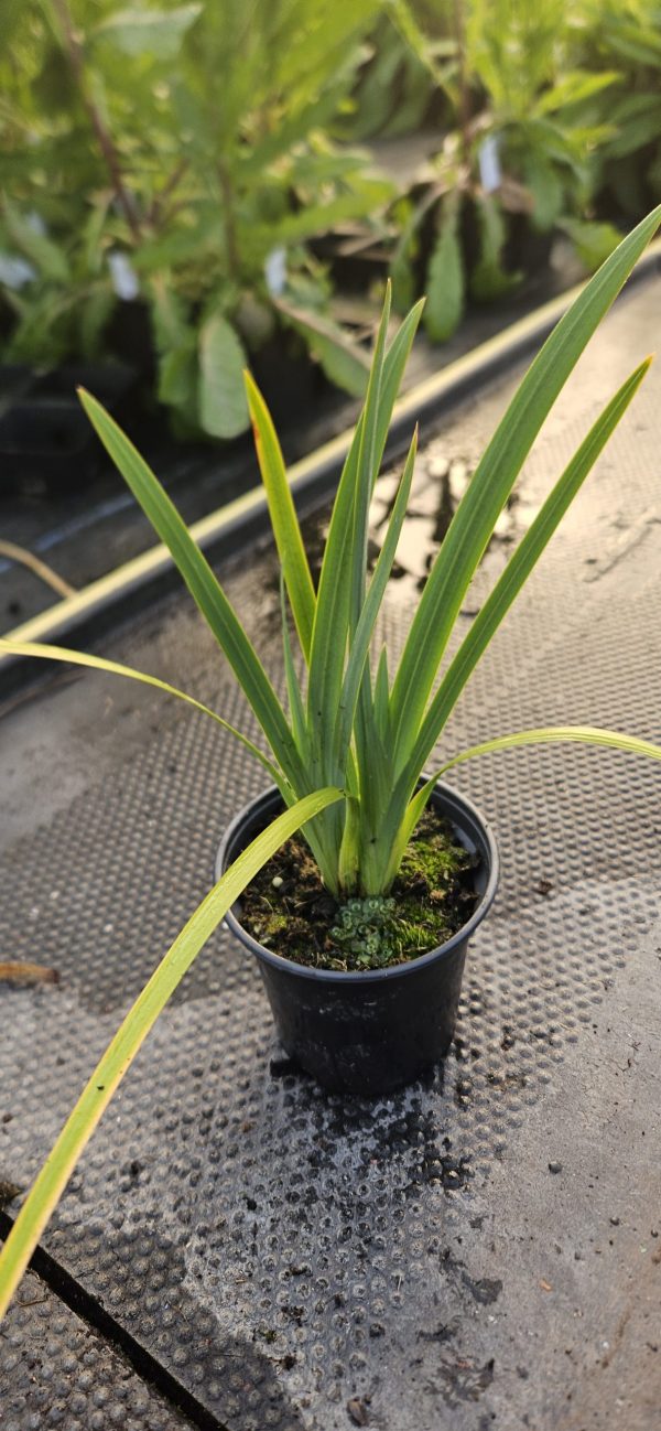 Hesperantha coccinea 'Simply Pink'3 Hesperantha coccinea 'Simply Pink'