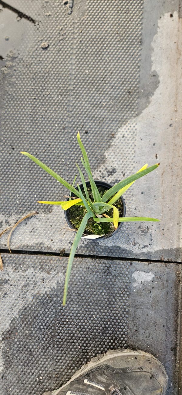 Hesperantha coccinea 'Snow Maiden'