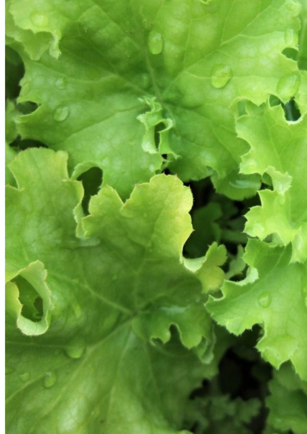 Heuchera 'Apple Twist'