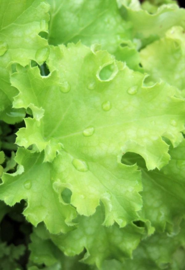 Heuchera 'Apple Twist'