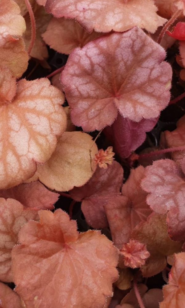 Heuchera 'Berry Smoothie'
