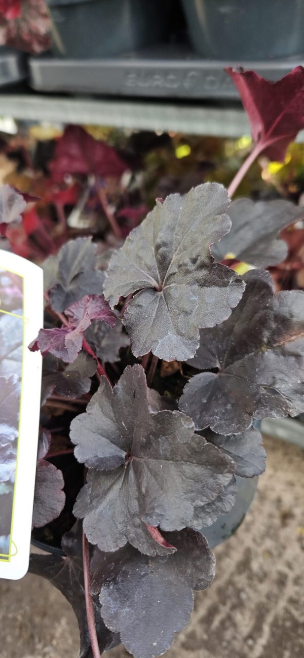 Heuchera 'Black Pearl'
