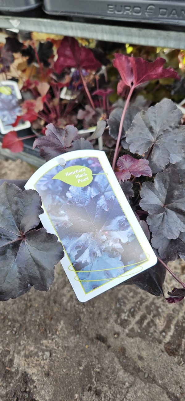 Heuchera 'Black Pearl'