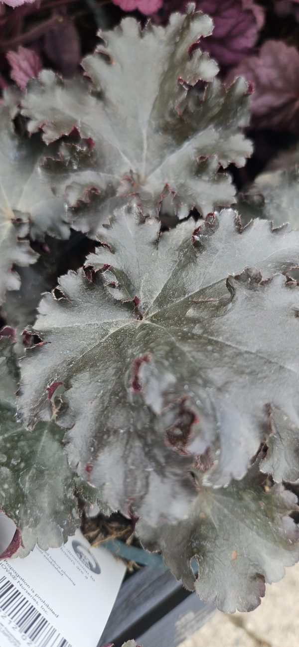 Heuchera 'Black Taffeta' Heuchera 'Black Taffeta'