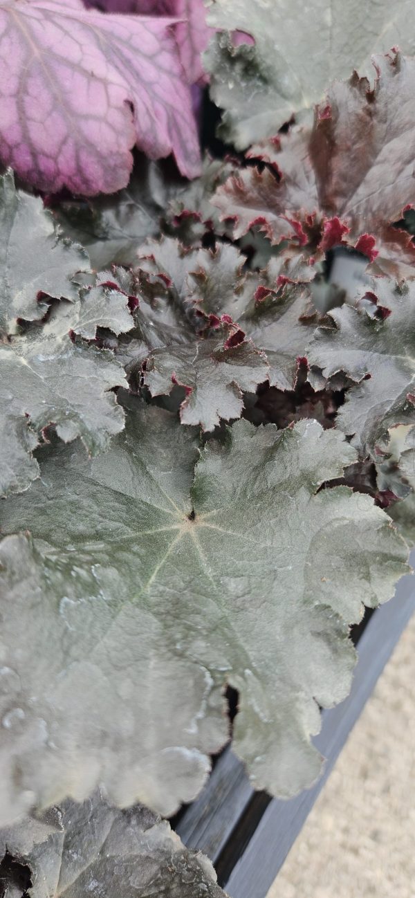 Heuchera 'Black Taffeta'2 Heuchera 'Black Taffeta'