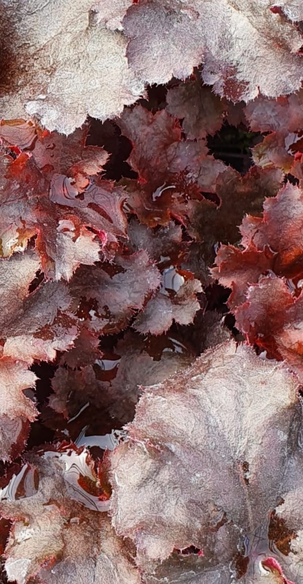 Heuchera 'Blackberry' Heuchera 'Blackberry'