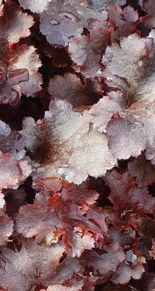 Heuchera 'Blackberry'2 Heuchera 'Blackberry'