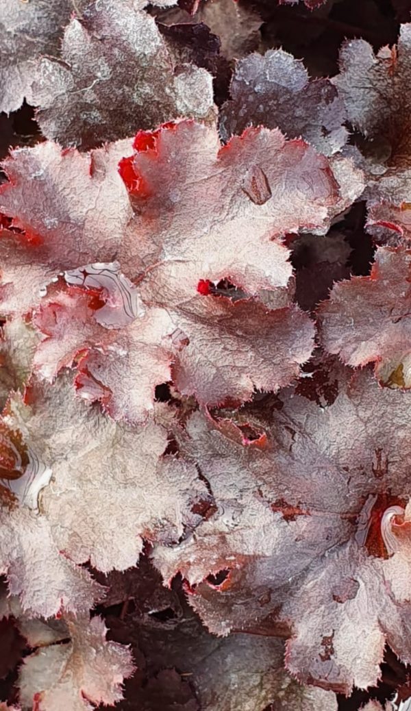 Heuchera 'Blackberry'3 Heuchera 'Blackberry'