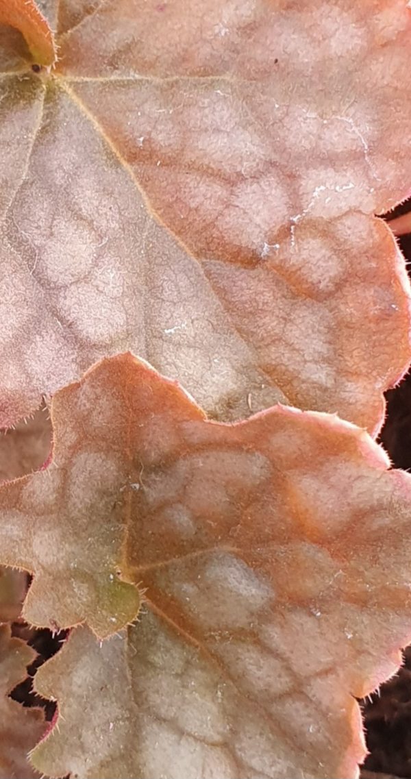 Heuchera 'Blondie' Heuchera 'Blondie'