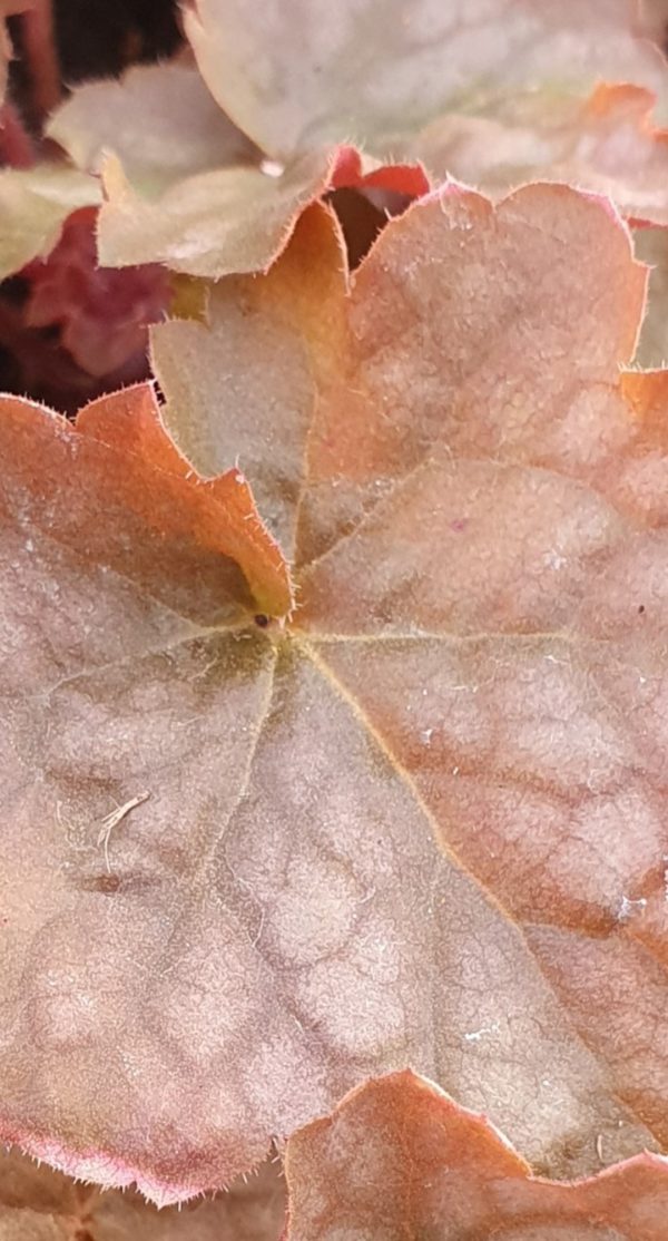 Heuchera 'Blondie'2 Heuchera 'Blondie'