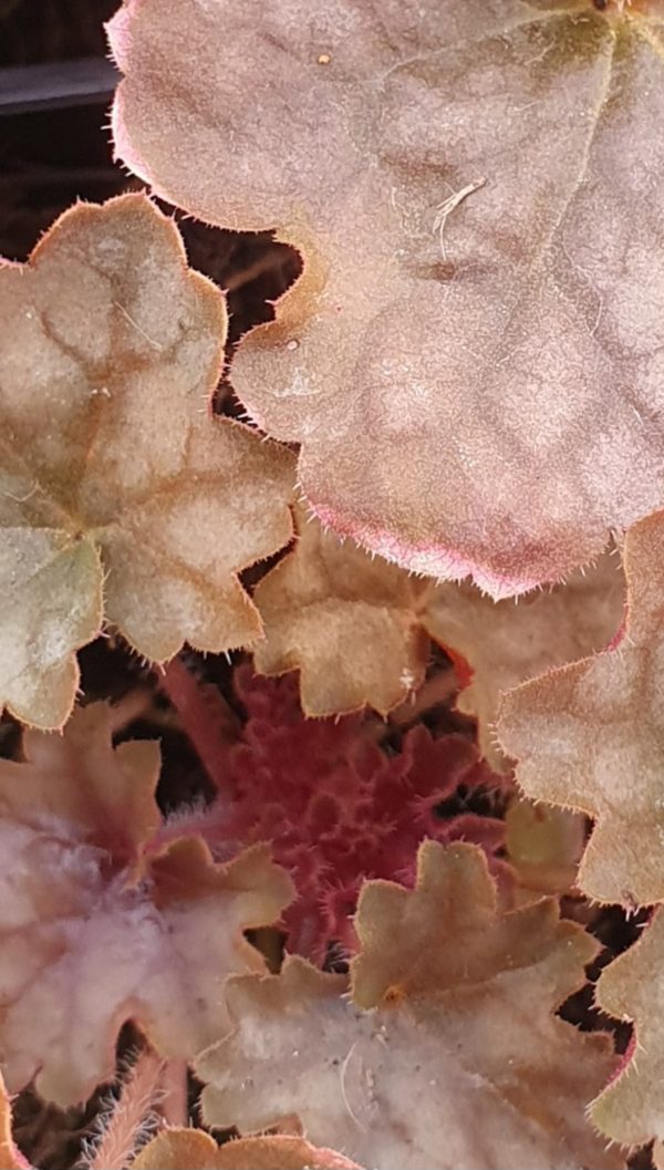 Heuchera 'Blondie'3 Heuchera 'Blondie'