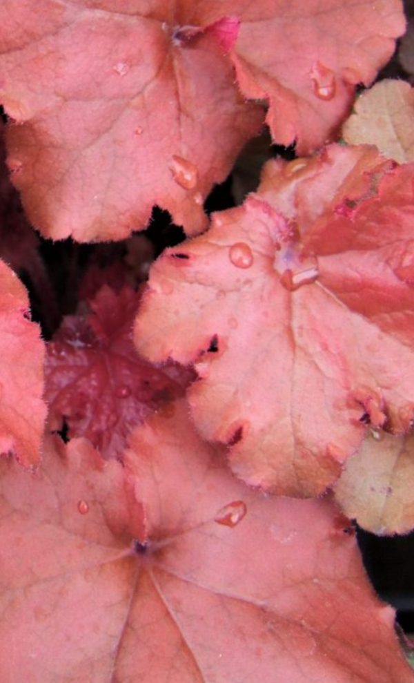 Heuchera 'Boysenberry'