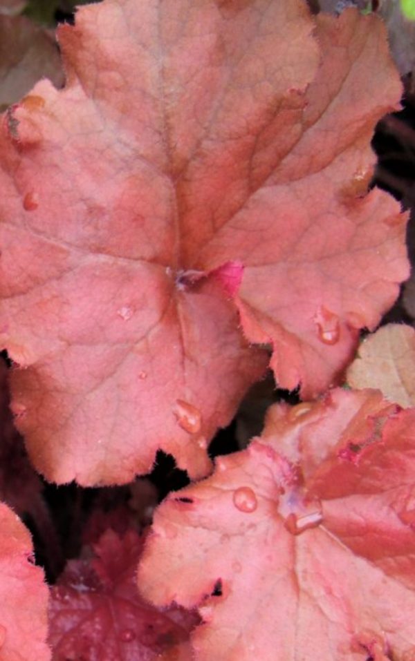 Heuchera 'Boysenberry'