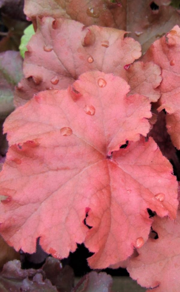 Heuchera 'Boysenberry'