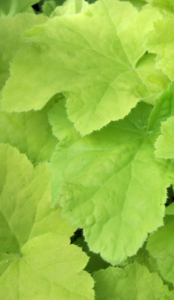 Heuchera 'Citronelle'