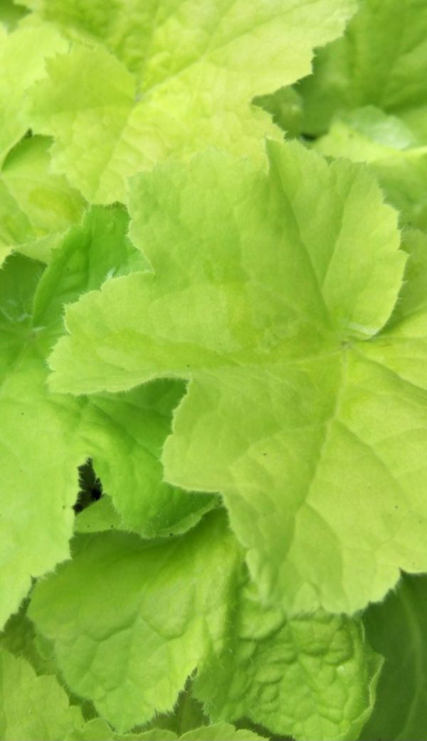 Heuchera 'Citronelle'
